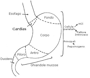 Diagramma anatomico del cardias e dello sfintere esofageo inferiore.