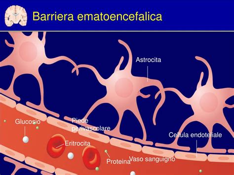 Schema della barriera ematoencefalica con ossitocina che interagisce