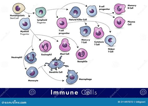 Sistema immunitario umano