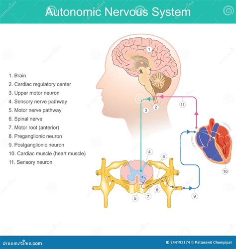 diagramma del sistema nervoso autonomo e dei suoi effetti sul battito cardiaco e la pressione sanguigna