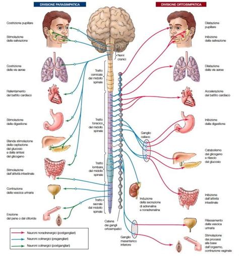 Diagramma del sistema nervoso autonomo con distinzione tra simpatico e parasimpatico