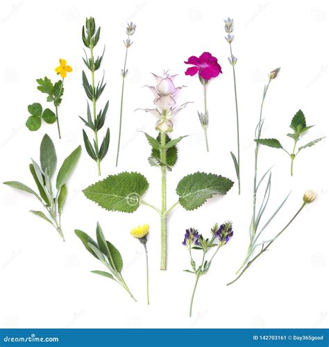 composizione di fiori e erbe medicinali