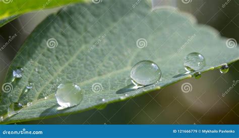 fogliame verde lussureggiante con gocce di rugiada
