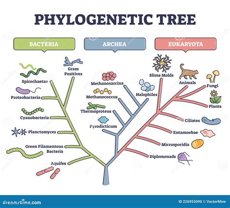 Illustrazione stilizzata dell'albero evolutivo umano