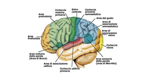 Immagine di un cervello umano con aree evidenziate per la stimolazione cerebrale profonda