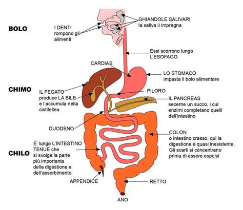 Schema dell'apparato digerente umano con focus sull'intestino tenue e crasso
