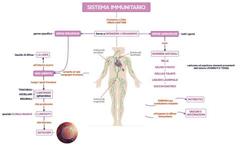 Schema del sistema immunitario che reagisce a un allergene