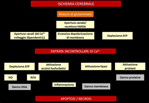 Diagramma che illustra le fasi di induzione e mantenimento dell'immunoterapia