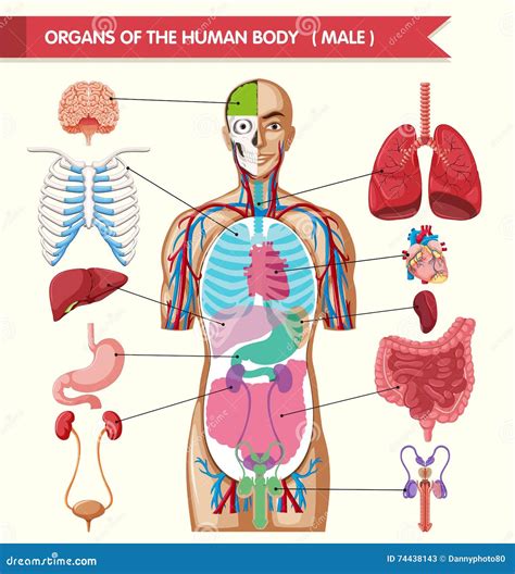 Illustrazione concettuale del Corpo senza Organi come spazio aperto e flessibile