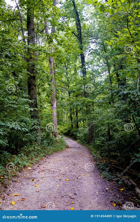 Sentiero nella foresta