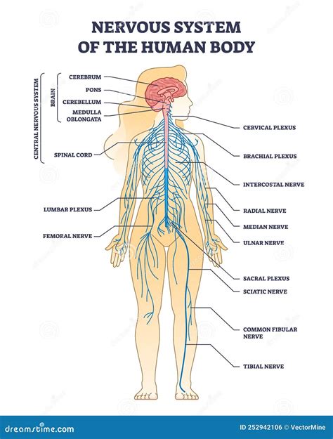 Diagramma del sistema nervoso umano