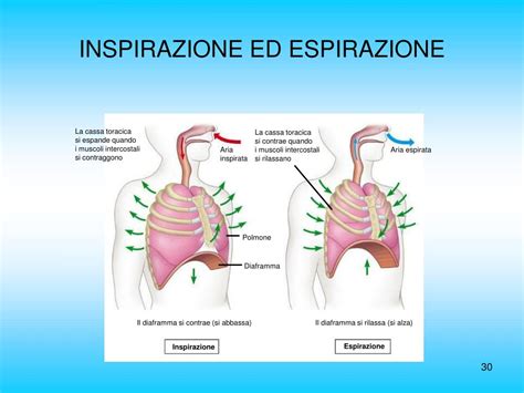Diagramma che illustra il ciclo di inspirazione ed espirazione nel Sama Vritti